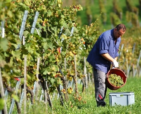 viticulteur-et-vente-de-vin-:-a-declarer-!