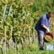 viticulteur-et-vente-de-vin-:-a-declarer-!