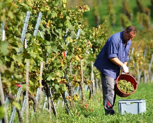 viticulteur-:-attention-aux-pesticides-!