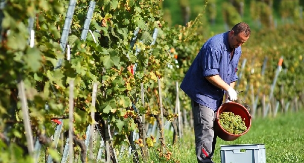 viticulteur-:-attention-aux-pesticides-!