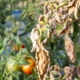 agriculteurs-:-le-virus-de-la-tomate-est-en-france-!