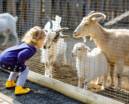 une-taxe-d’apprentissage-pour-les-parcs-zoologiques-?