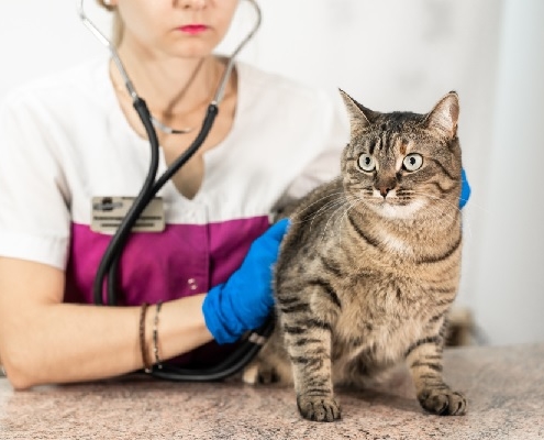 coronavirus-:-le-point-sur-les-veterinaires