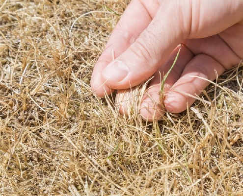secheresse-:-des-mesures-de-soutien-pour-les-agriculteurs