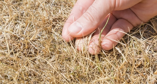 secheresse-:-des-mesures-de-soutien-pour-les-agriculteurs