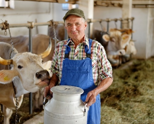 producteurs-de-lait-de-vache-cru-:-ecrit-obligatoire-?