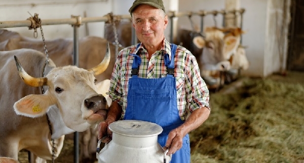 producteurs-de-lait-de-vache-cru-:-ecrit-obligatoire-?