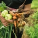 formation-des-agriculteurs-:-quel-temps-passe-en-cfa-?