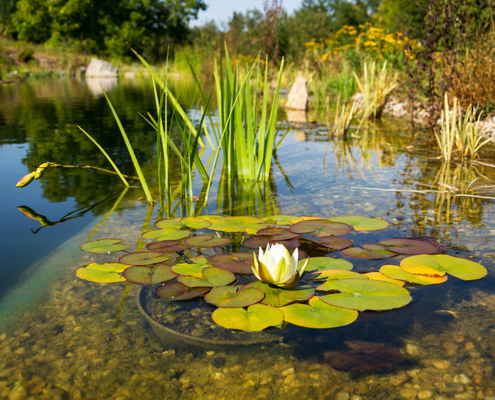 impots-locaux-:-bassins-naturels-de-baignade-=-piscine-?