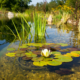 impots-locaux-:-bassins-naturels-de-baignade-=-piscine-?