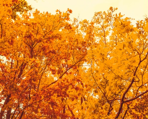 coronavirus-(covid-19)-et-fonds-de-solidarite-:-l’aide-du-fonds-est-reconduite-pour-novembre-2020