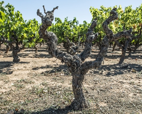 production-de-vin-:-une-declaration-a-faire-pour-la-campagne-2020-2021