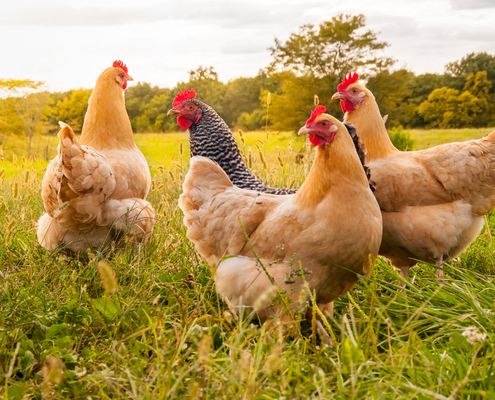 grippe-aviaire-:-vers-la-fin-de-l’epidemie-?