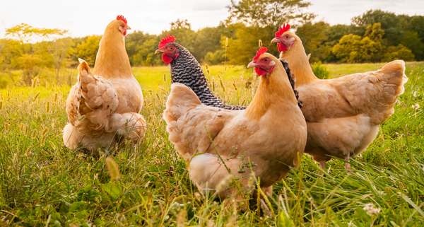 grippe-aviaire-:-vers-la-fin-de-l’epidemie-?