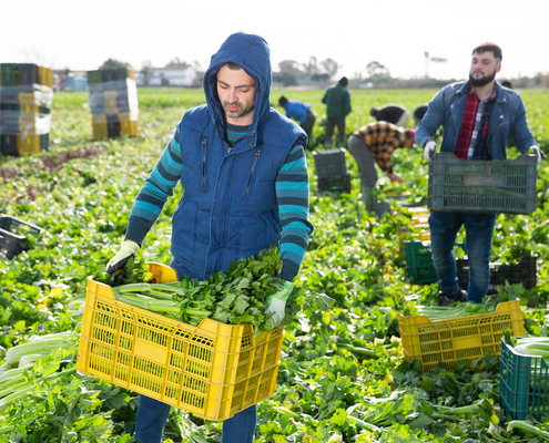 societes-d’interet-collectif-agricole-(sica)-:-toujours-exonerees-de-taxe-fonciere-?