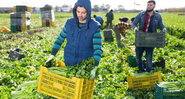 societes-d’interet-collectif-agricole-(sica)-:-toujours-exonerees-de-taxe-fonciere-?