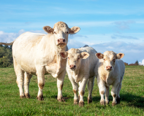 origine-du-lait-:-une-info-qui-n’est-plus-obligatoire-!