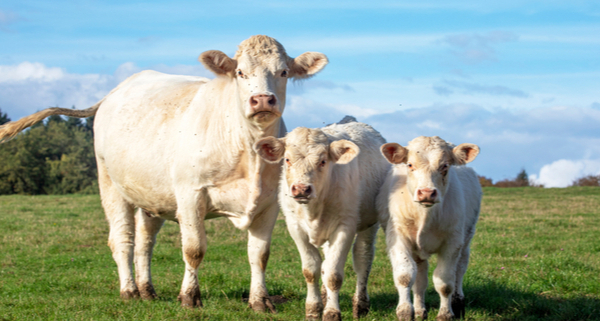 origine-du-lait-:-une-info-qui-n’est-plus-obligatoire-!