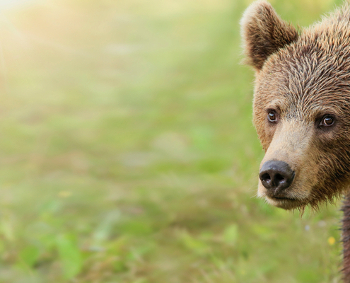 attaques-de-loup,-d’ours-ou-de-lynx-:-le-point-sur-l’indemnisation-versee-en-cas-de-dommages