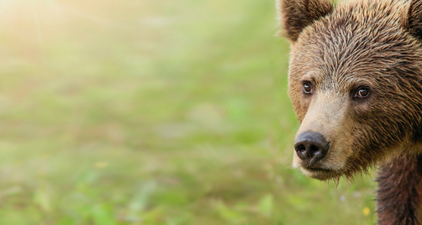 attaques-de-loup,-d’ours-ou-de-lynx-:-le-point-sur-l’indemnisation-versee-en-cas-de-dommages