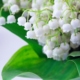 coronavirus-(covid-19)-:-quelle-reglementation-pour-la-vente-de-muguet-en-2021-?