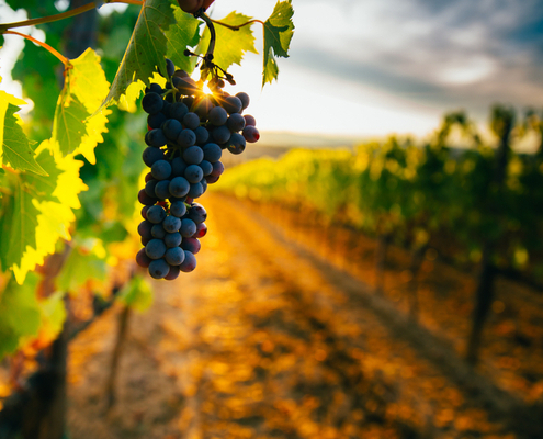 agriculteurs-:-le-point-sur-la-lutte-contre-la-flavescence-doree-de-la-vigne