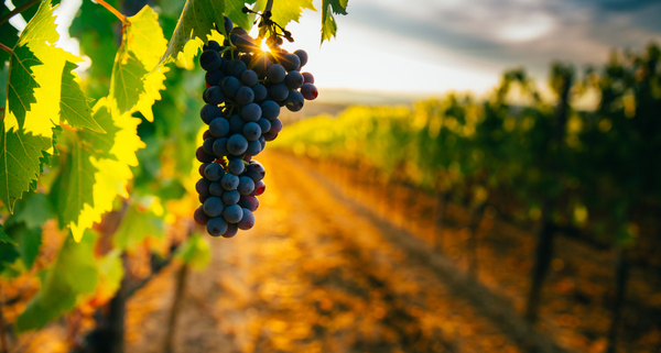 agriculteurs-:-le-point-sur-la-lutte-contre-la-flavescence-doree-de-la-vigne