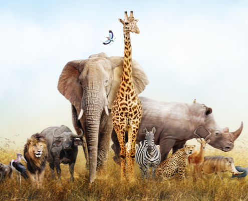 coronavirus-(covid-19)-:-une-nouvelle-aide-pour-les-cirques-animaliers