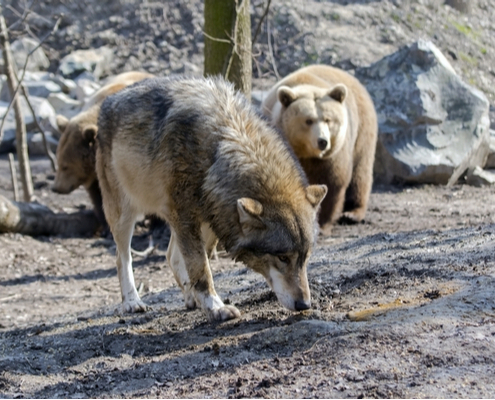 eleveurs-:-comment-se-proteger-de-l’ours-et-du-loup-?