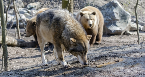 eleveurs-:-comment-se-proteger-de-l’ours-et-du-loup-?