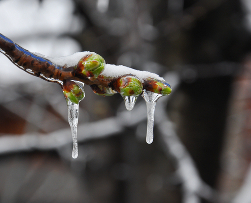 agriculteurs-:-un-point-sur-les-mesures-destinees-a-compenser-les-pertes-causees-par-le-gel