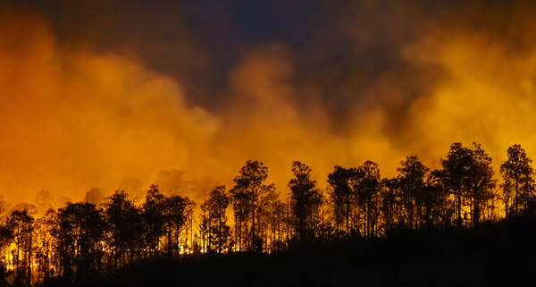 feux-de-foret-:-les-conseils-pour-les-eviter