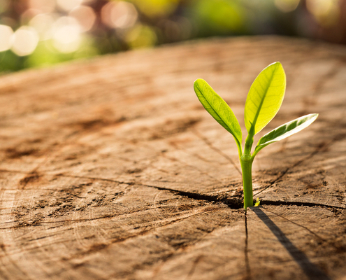 protection-de-l’environnement-:-quelle-indemnisation-pour-les-associations-?