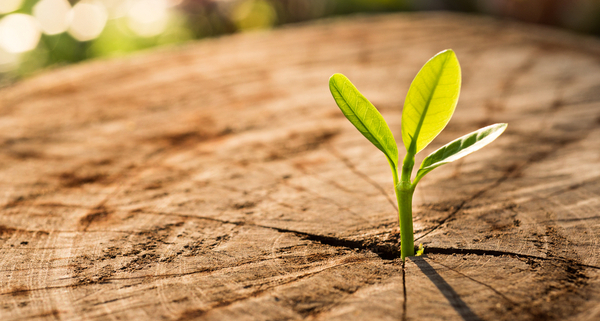 protection-de-l’environnement-:-quelle-indemnisation-pour-les-associations-?