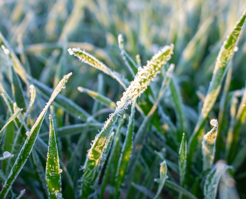 une-aide-pour-les-entreprises-agricoles-touchees-par-l’episode-du-gel-du-mois-d’avril-2021