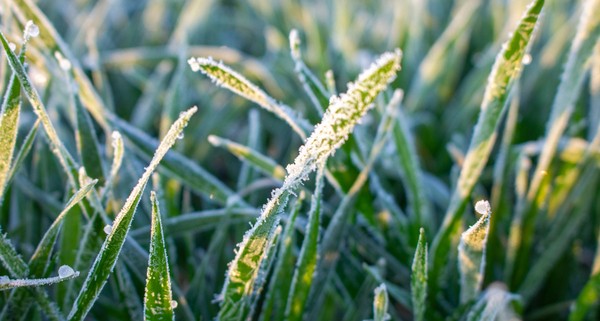 une-aide-pour-les-entreprises-agricoles-touchees-par-l’episode-du-gel-du-mois-d’avril-2021