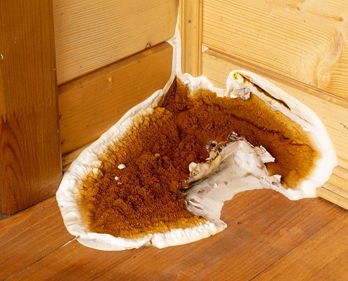 diagnostiqueur-:-quand-un-diagnostic-merule-est-errone…