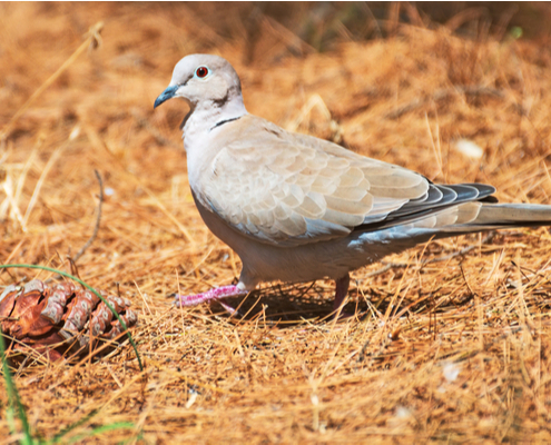 grippe-aviaire-:-il-faut-desormais-tenir-compte-de-la-chasse