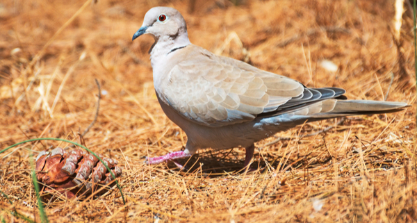 grippe-aviaire-:-il-faut-desormais-tenir-compte-de-la-chasse