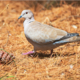 grippe-aviaire-:-il-faut-desormais-tenir-compte-de-la-chasse