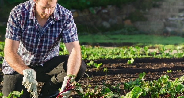 agriculture-biologique-:-un-registre-a-tenir