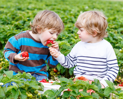 agriculteur-:-des-fraises-sans-pesticide-?