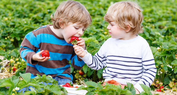 agriculteur-:-des-fraises-sans-pesticide-?