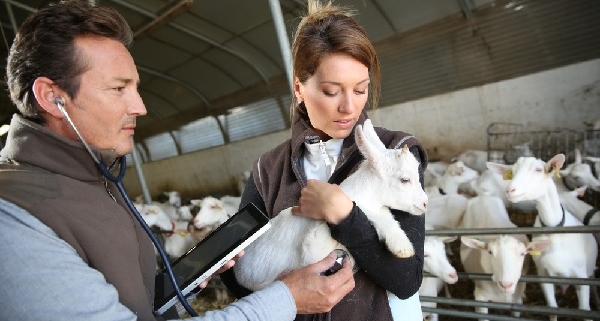 veterinaires-et-soins-aux-animaux-d’elevage-:-une-aide-financiere…-pour-qui-?