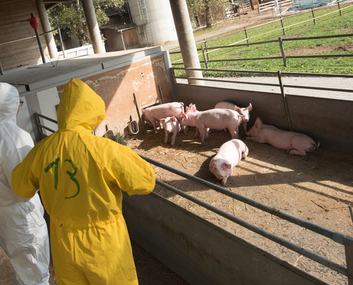 agriculteurs-:-comment-limiter-la-propagation-de-la-peste-porcine-africaine-?