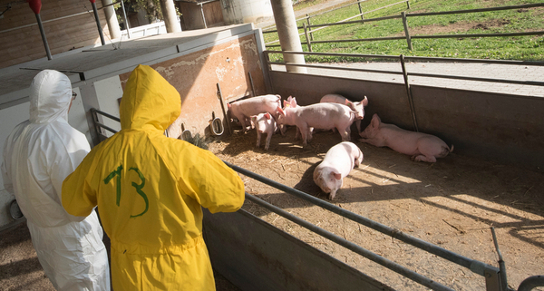 agriculteurs-:-comment-limiter-la-propagation-de-la-peste-porcine-africaine-?