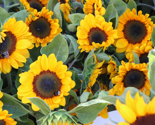 varietes-rendues-tolerantes-aux-herbicides-(vrth)-:-encadrement-a-venir-?