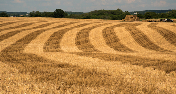 agriculteurs-:-attention-a-la-redaction-du-conge-pour-reprise-!