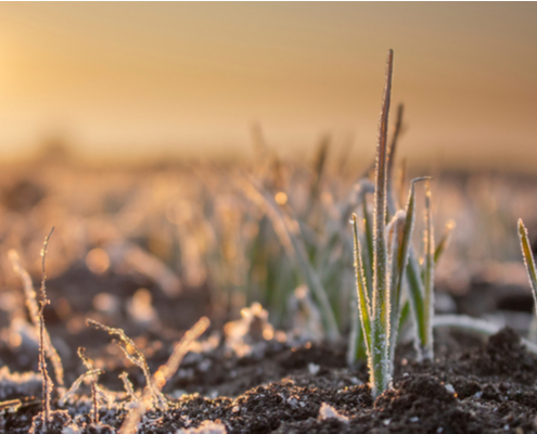 gel-et-pertes-agricoles-:-une-nouvelle-aide-financiere-!