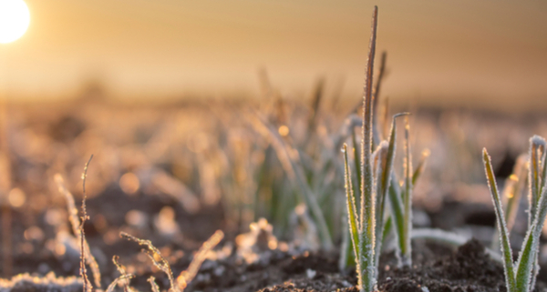 gel-et-pertes-agricoles-:-une-nouvelle-aide-financiere-!